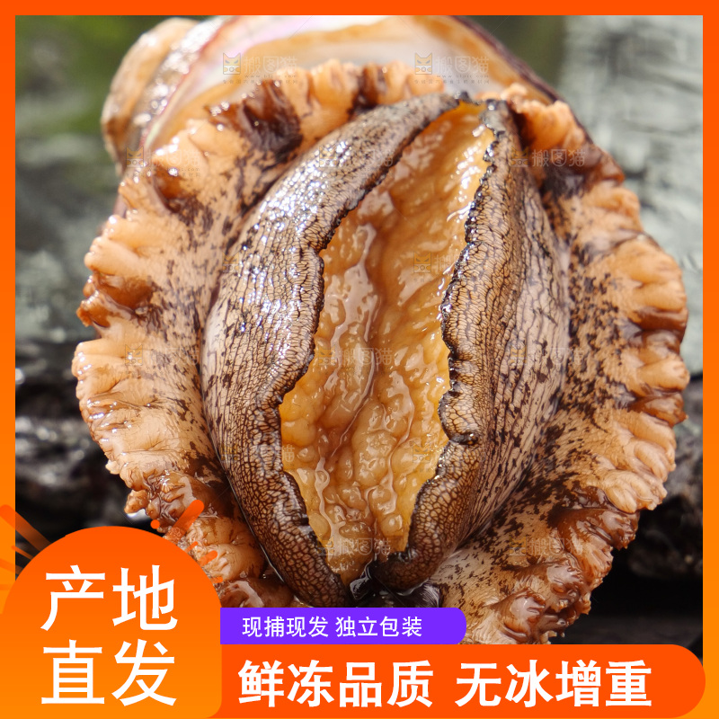 鲍鱼