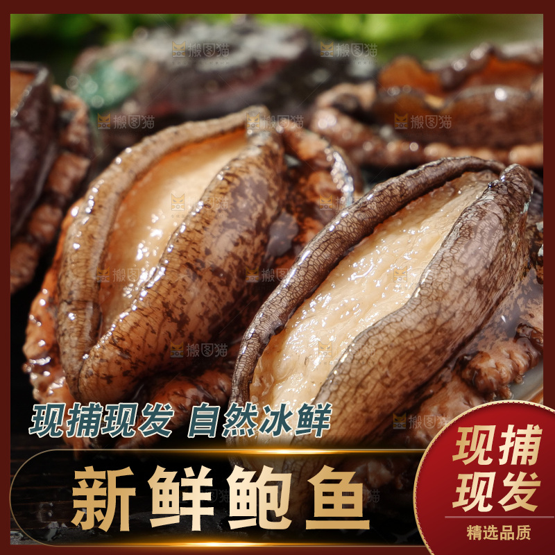 鲍鱼