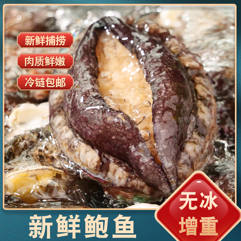 鲍鱼