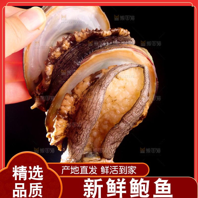鲍鱼