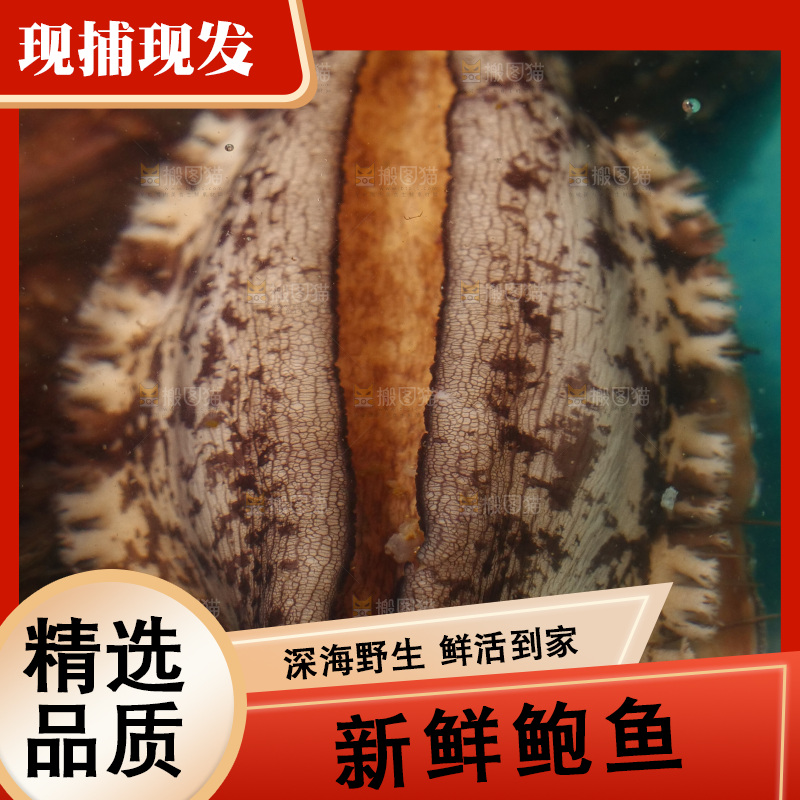鲍鱼