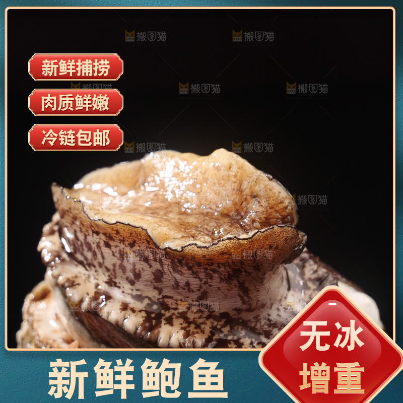 鲍鱼