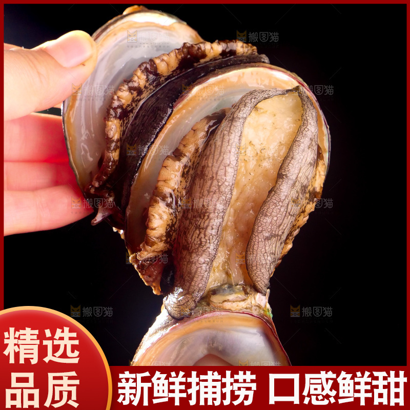 鲍鱼