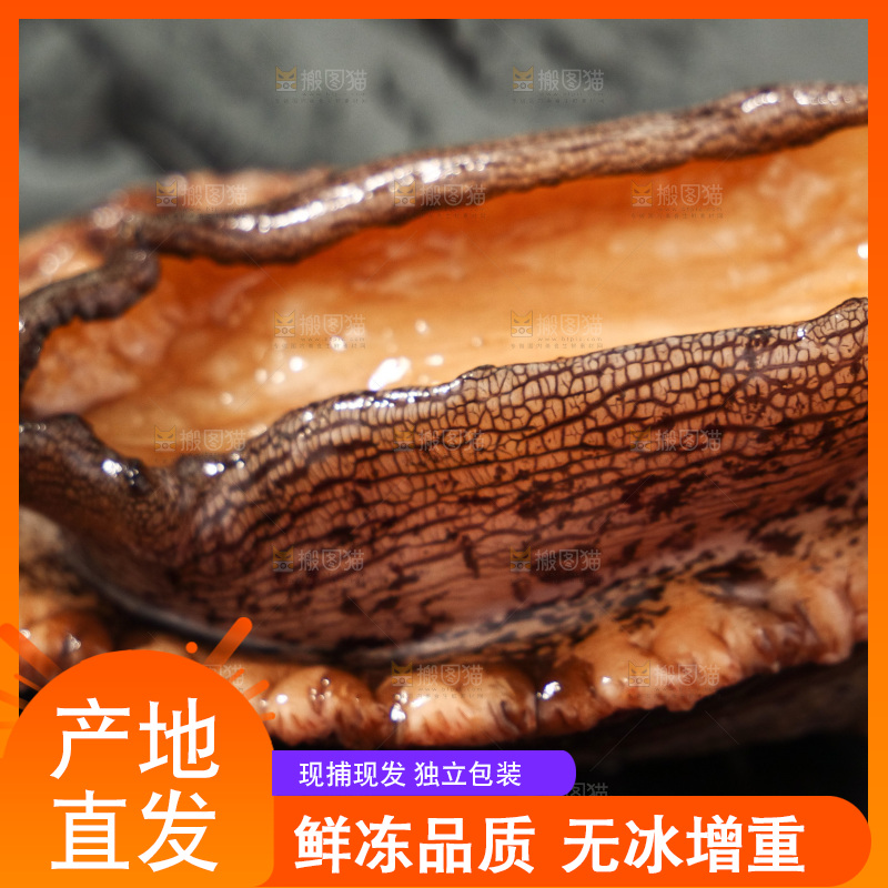 鲍鱼