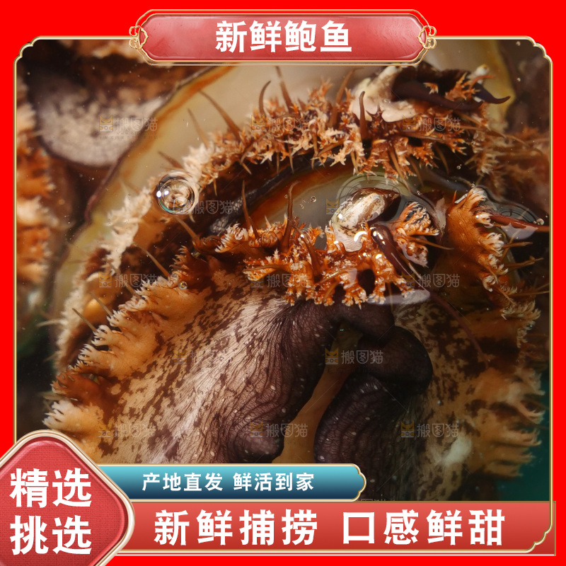 鲍鱼