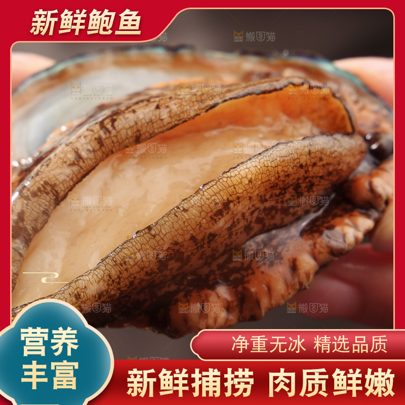 鲍鱼