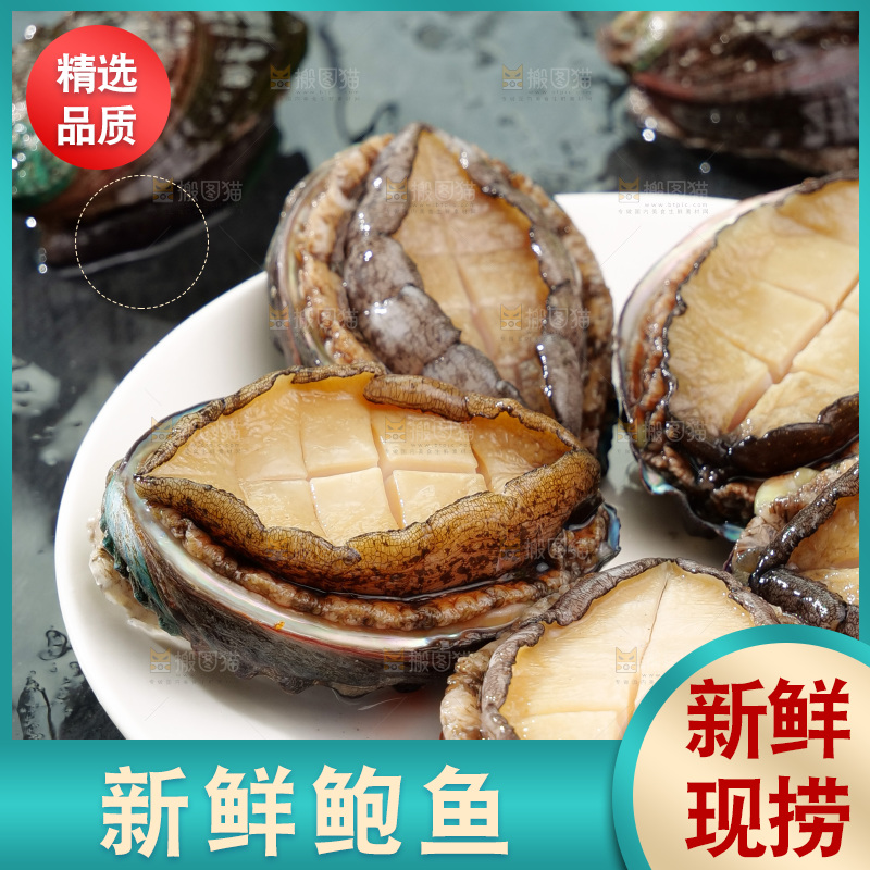 鲍鱼
