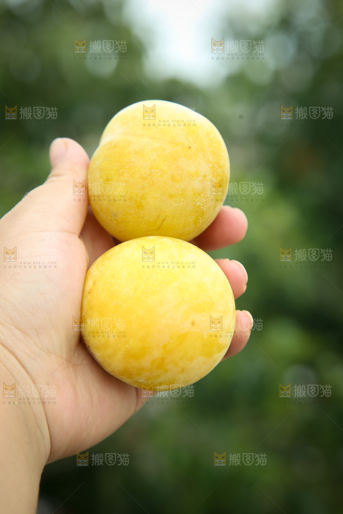 桃花李
