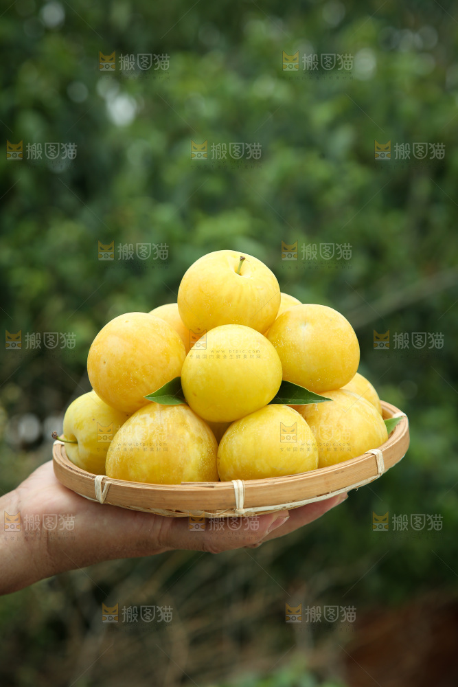 桃花李