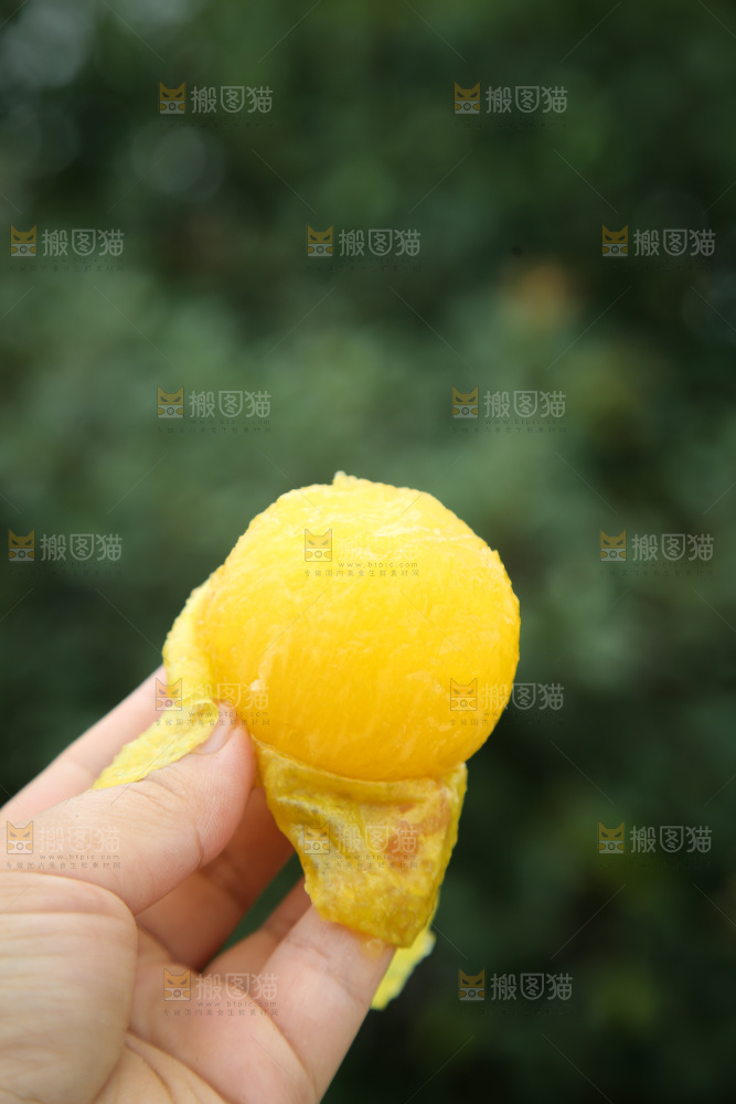 桃花李