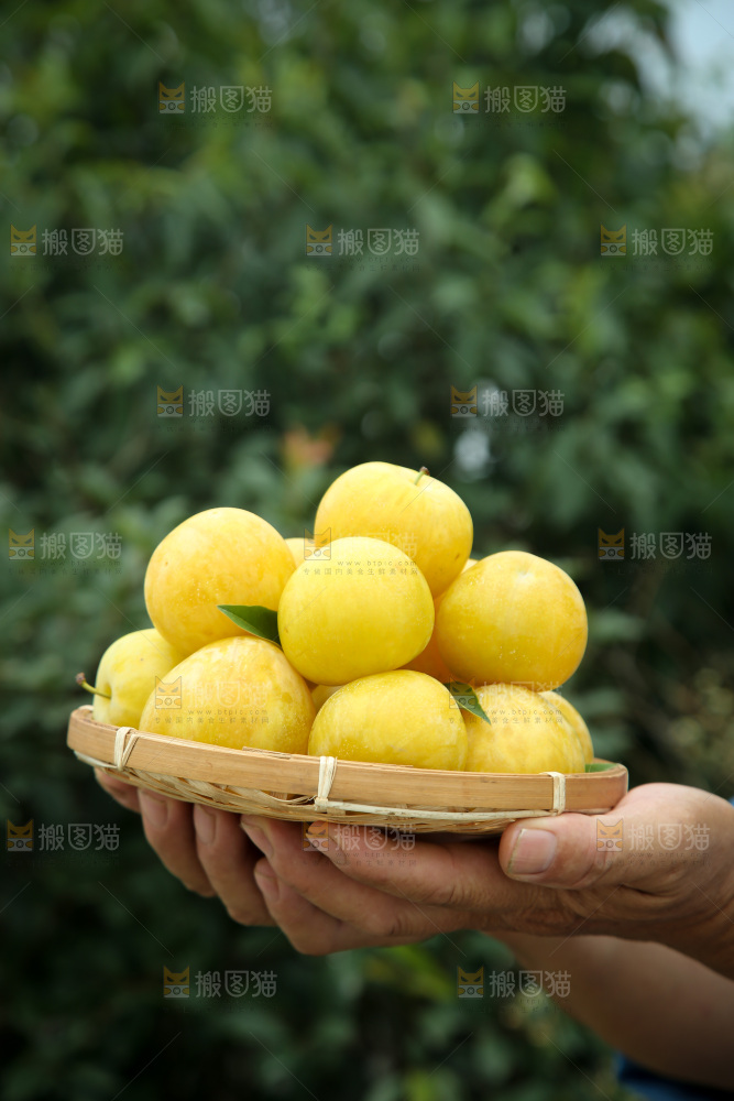 桃花李