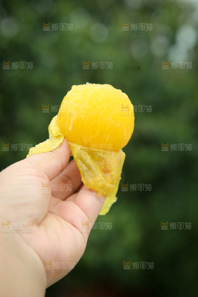 桃花李