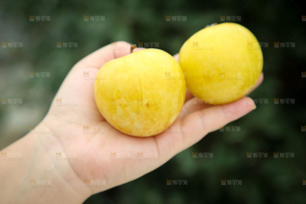 桃花李