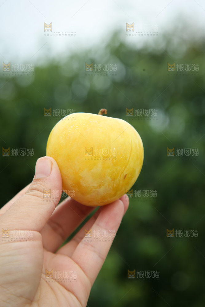 桃花李