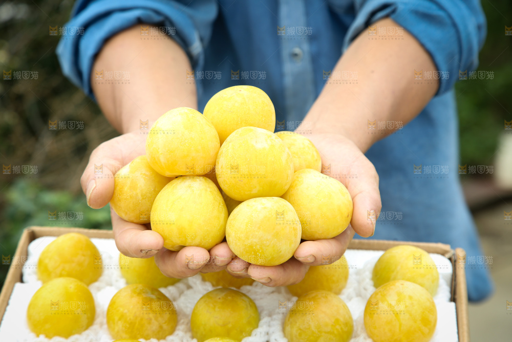 桃花李