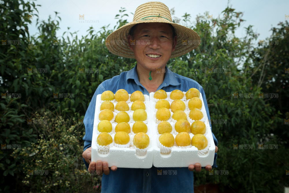 桃花李