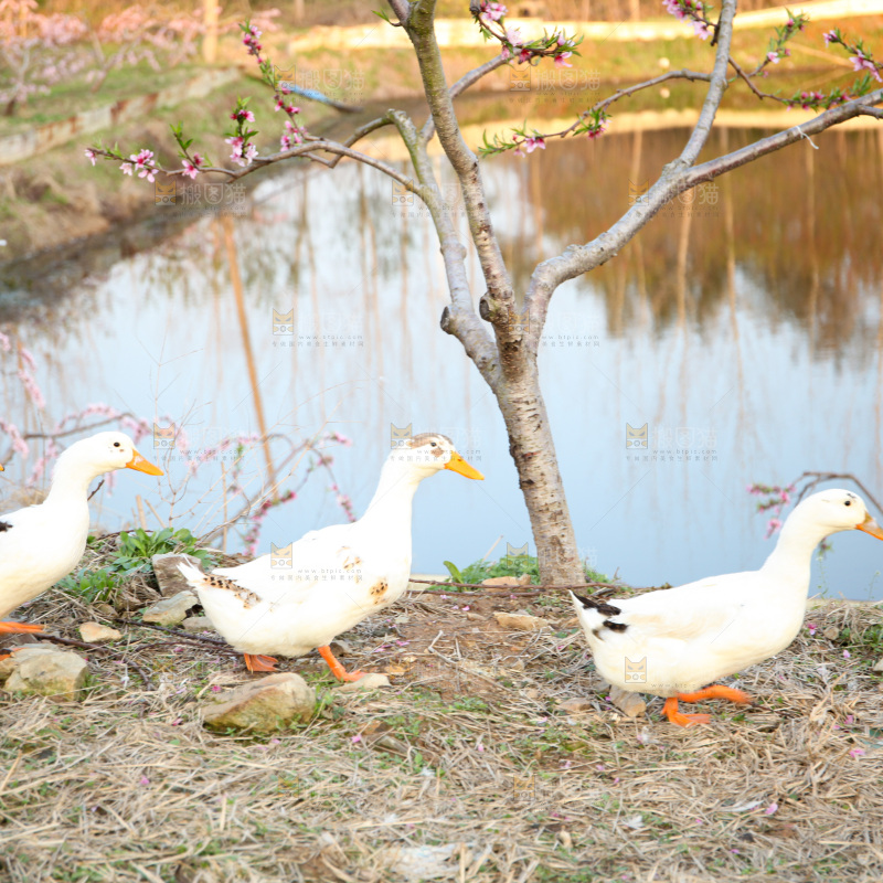鸭子