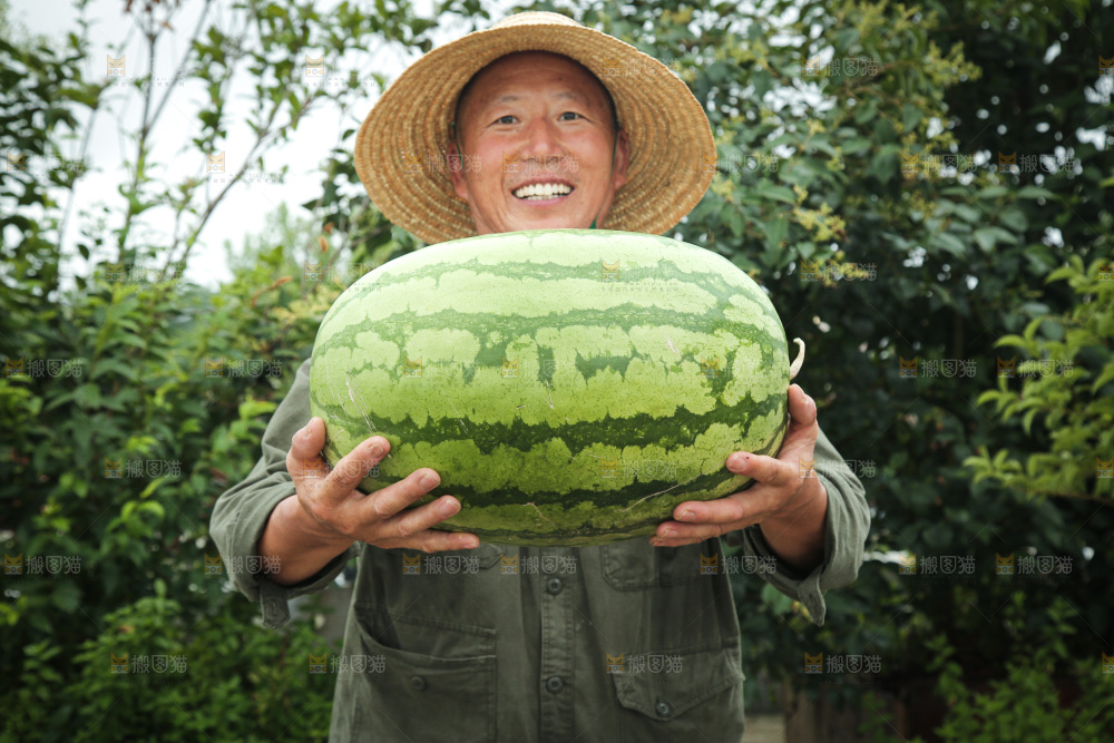 石头瓜