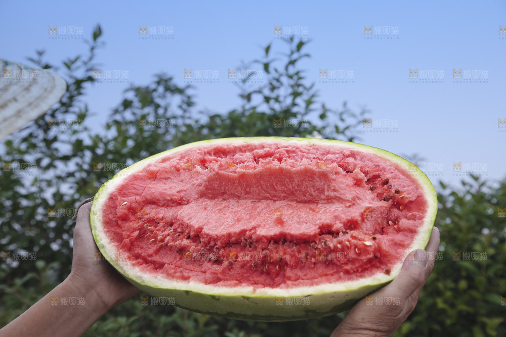 石头瓜