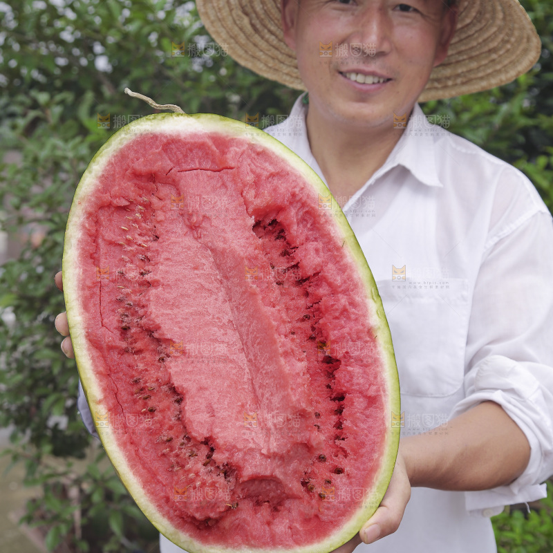 石头瓜