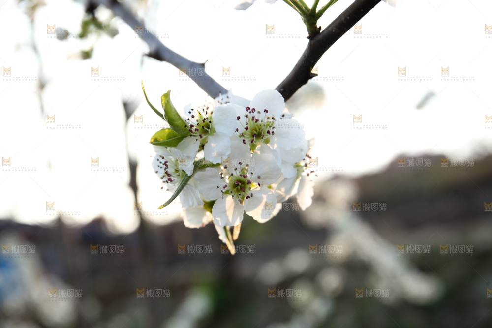 梨花
