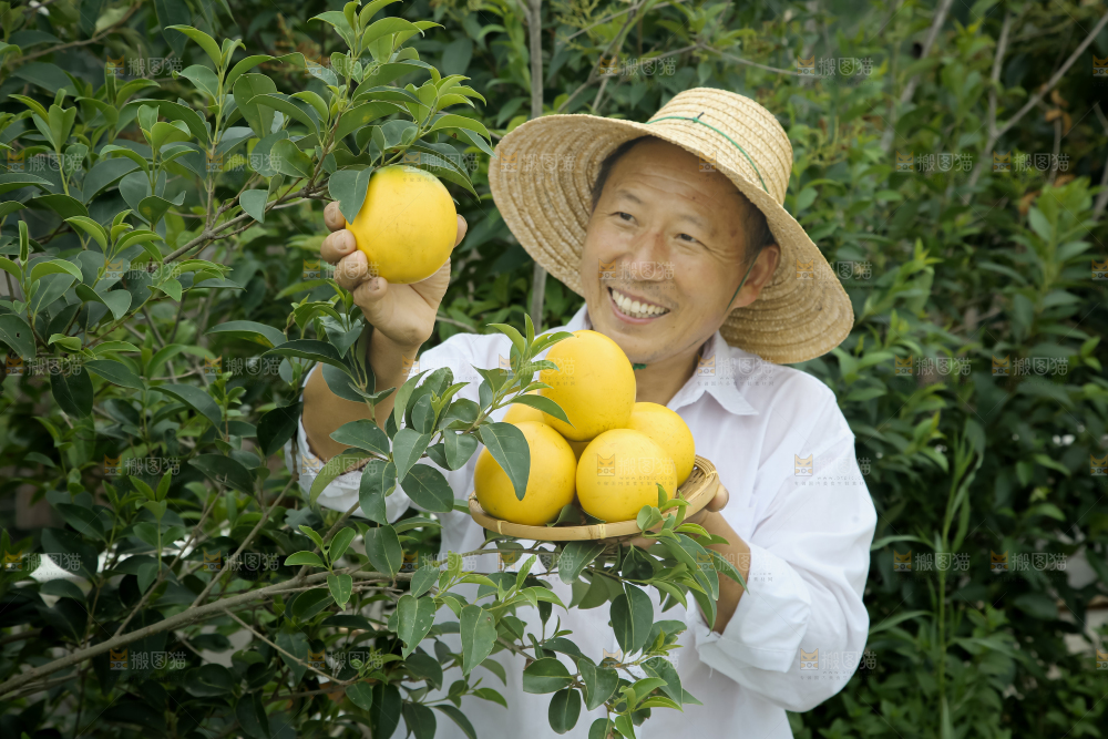 黄晶果
