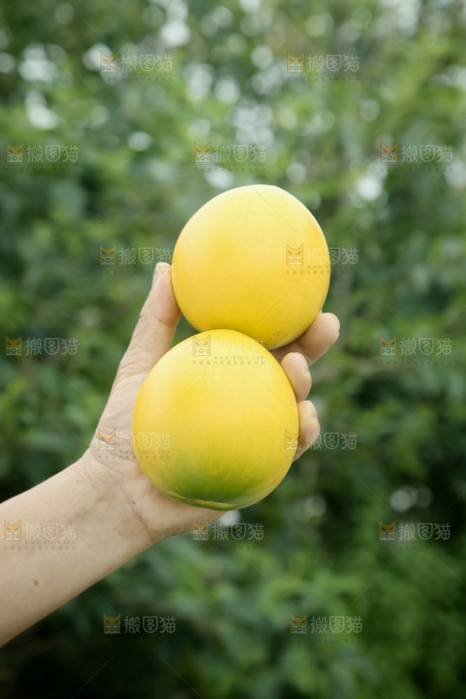 黄晶果