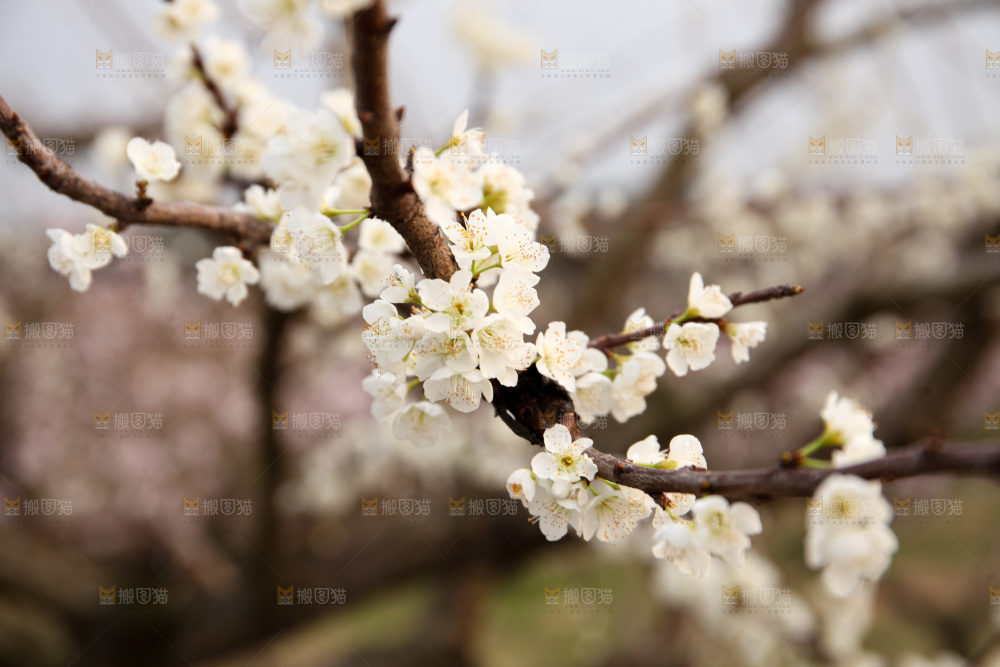 梨花