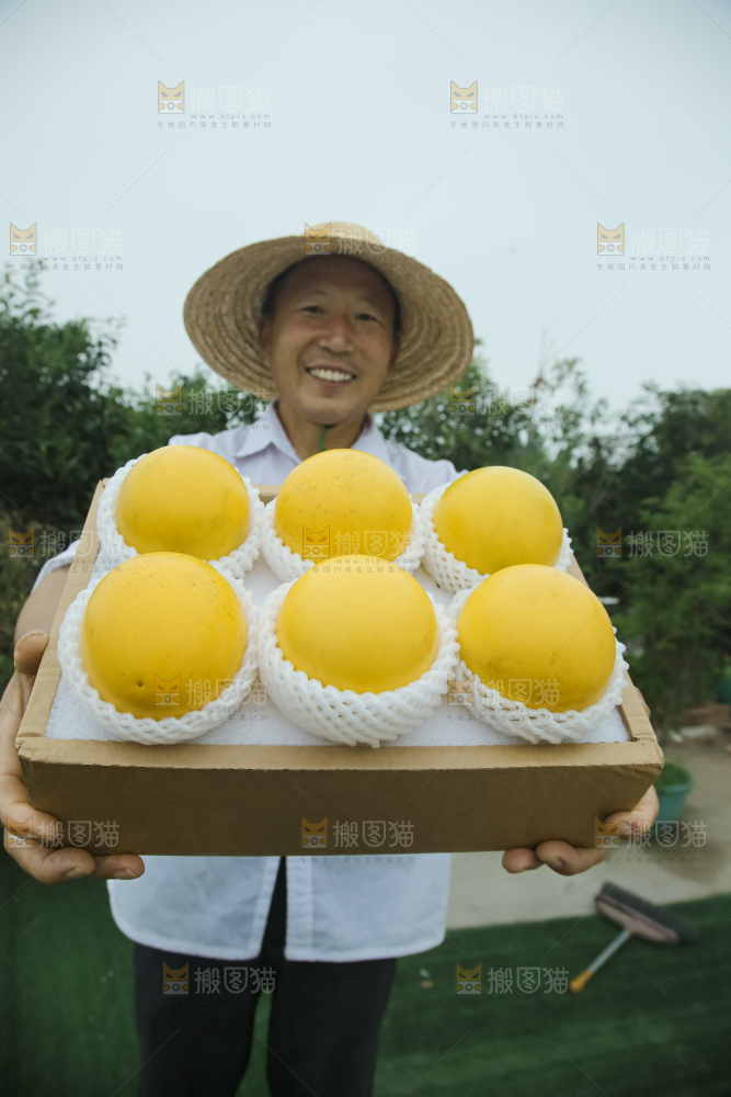 黄晶果