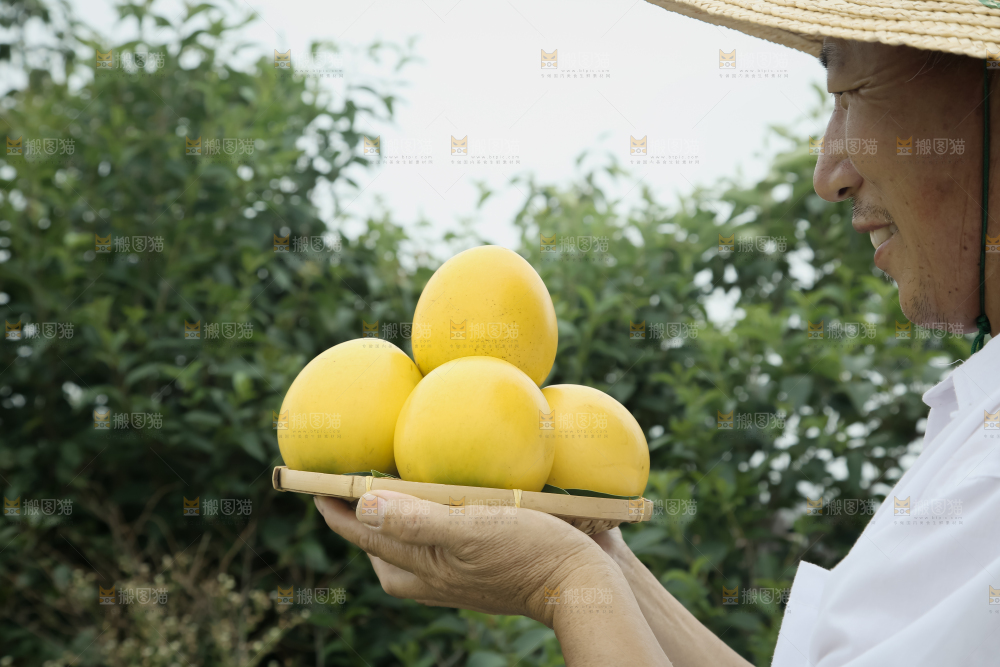 黄晶果