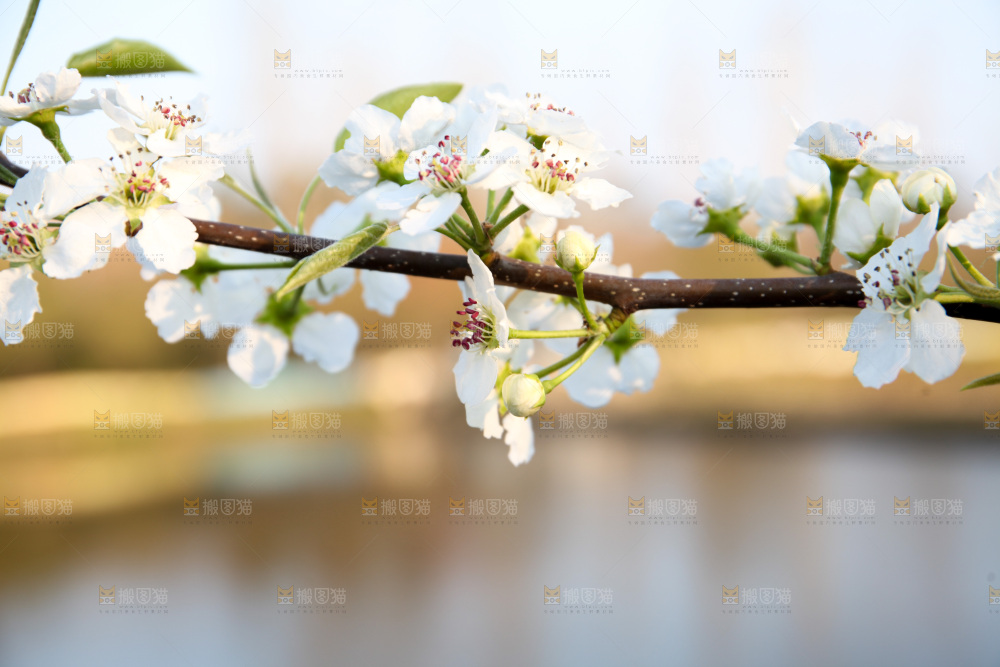 梨花