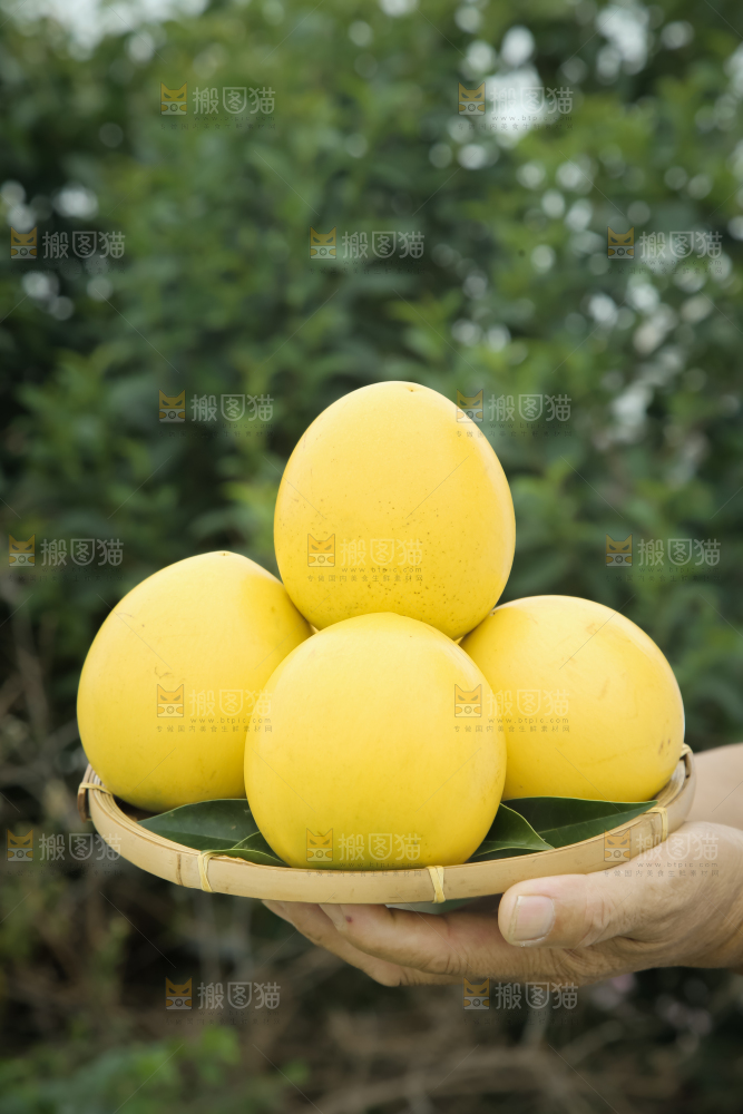 黄晶果