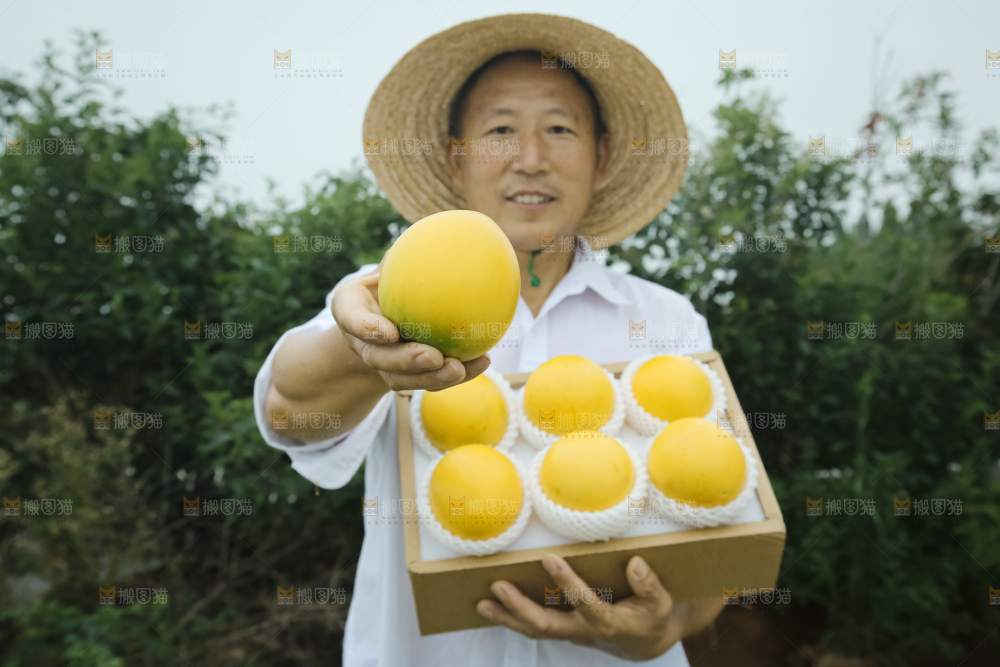 黄晶果