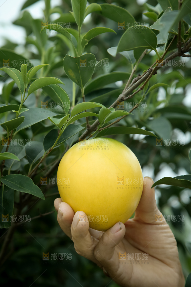 黄晶果