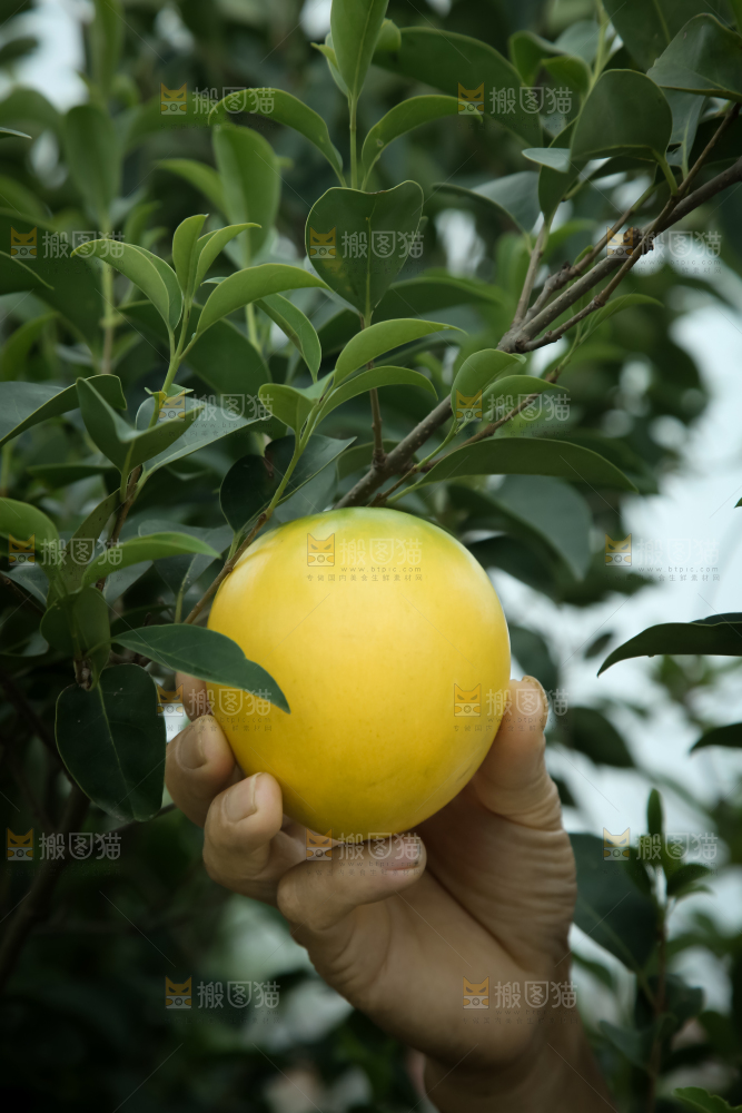 黄晶果