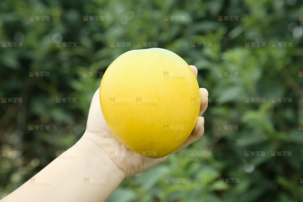 黄晶果