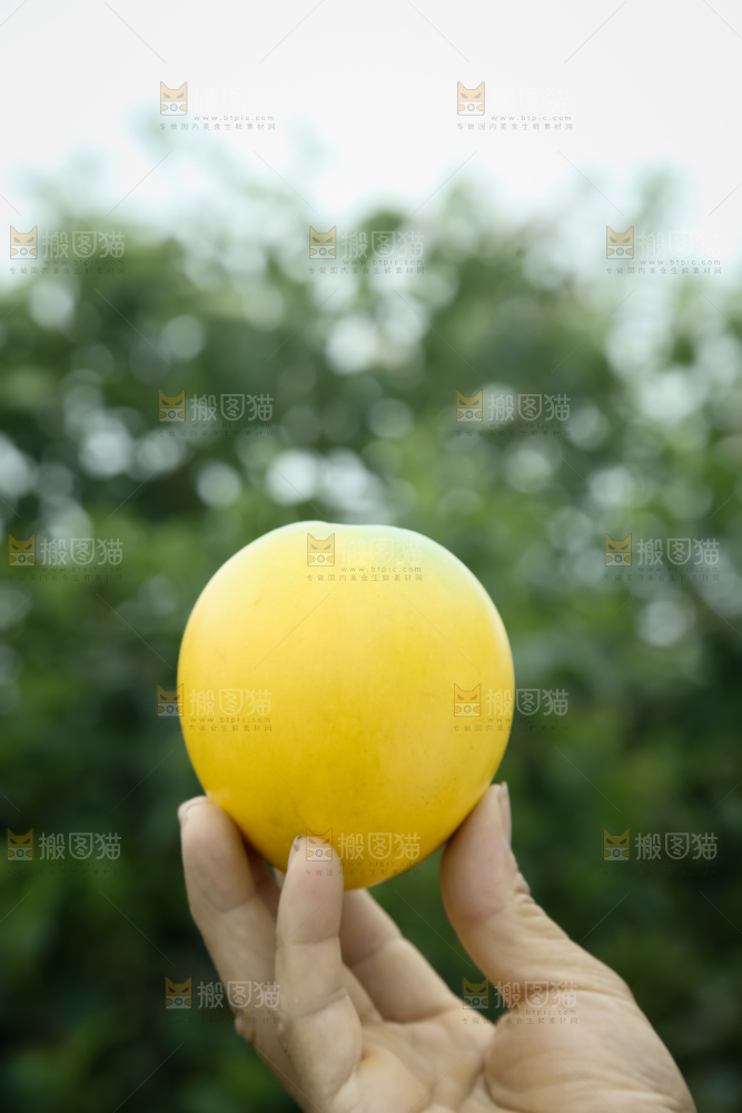 黄晶果
