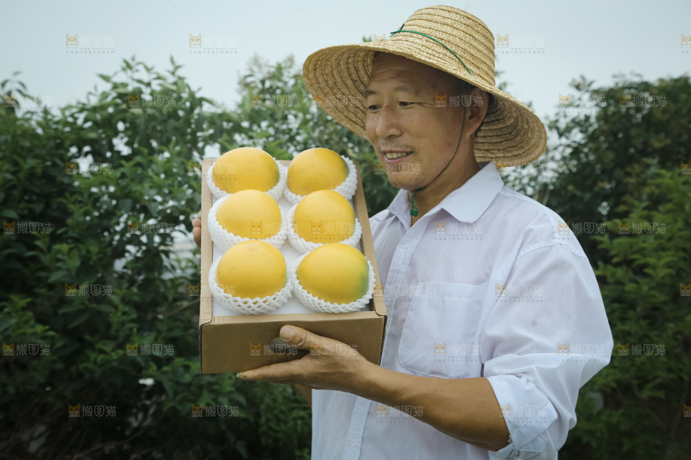 黄晶果