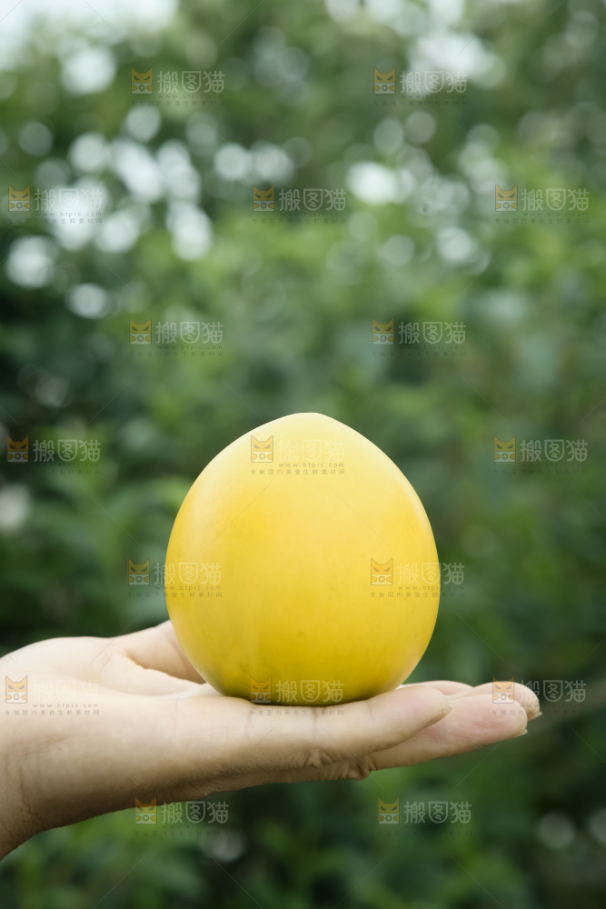 黄晶果