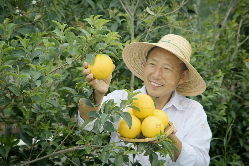黄晶果