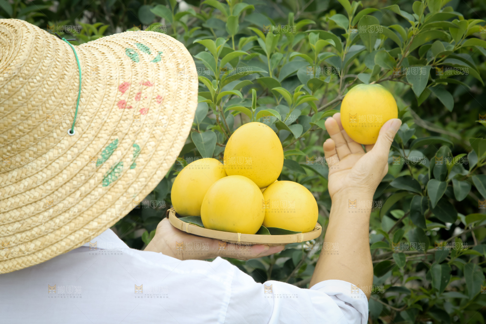 黄晶果