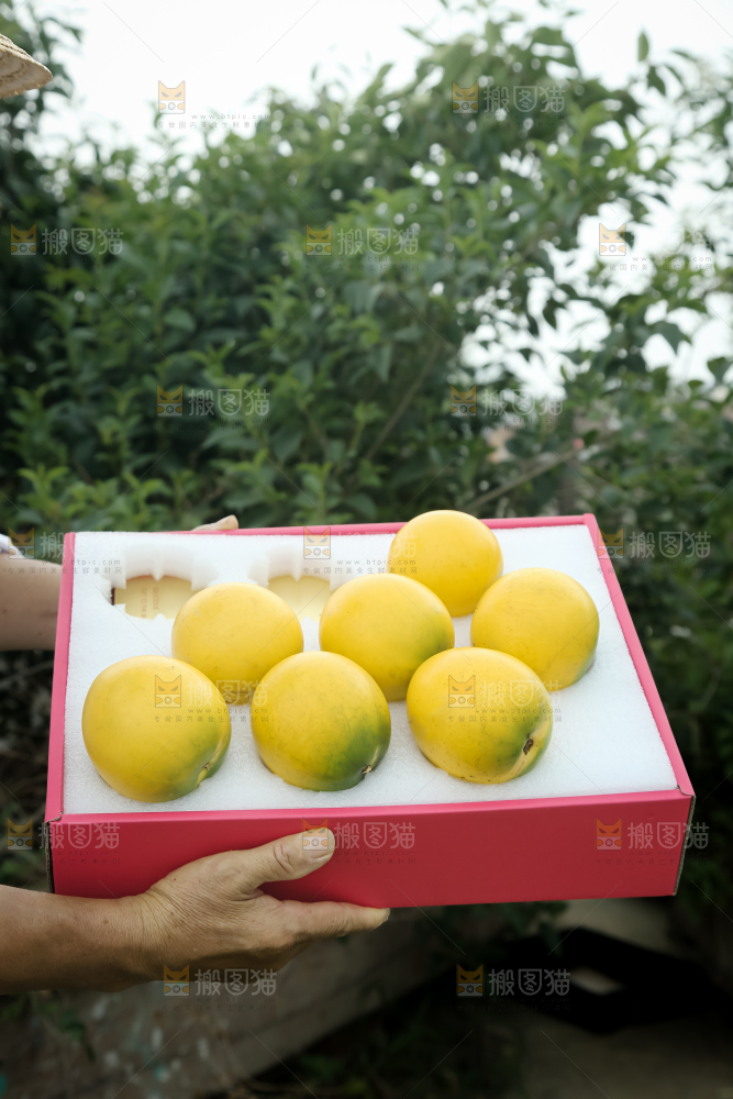 黄晶果