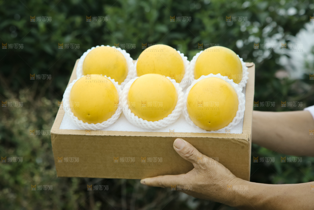 黄晶果