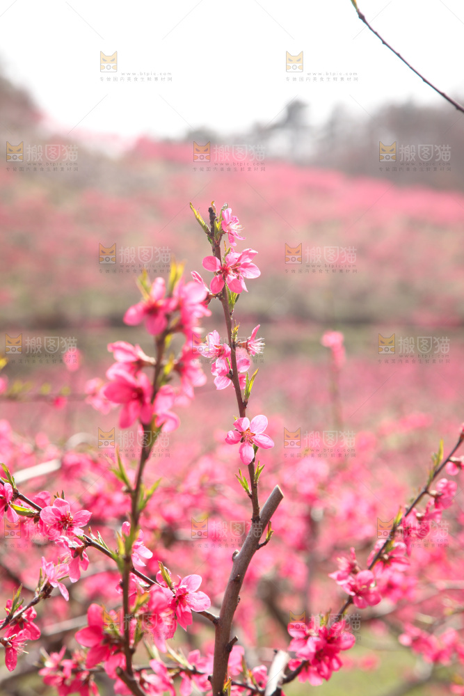 桃花