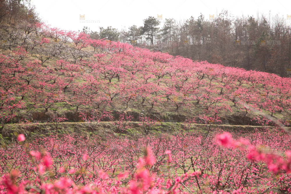 桃花