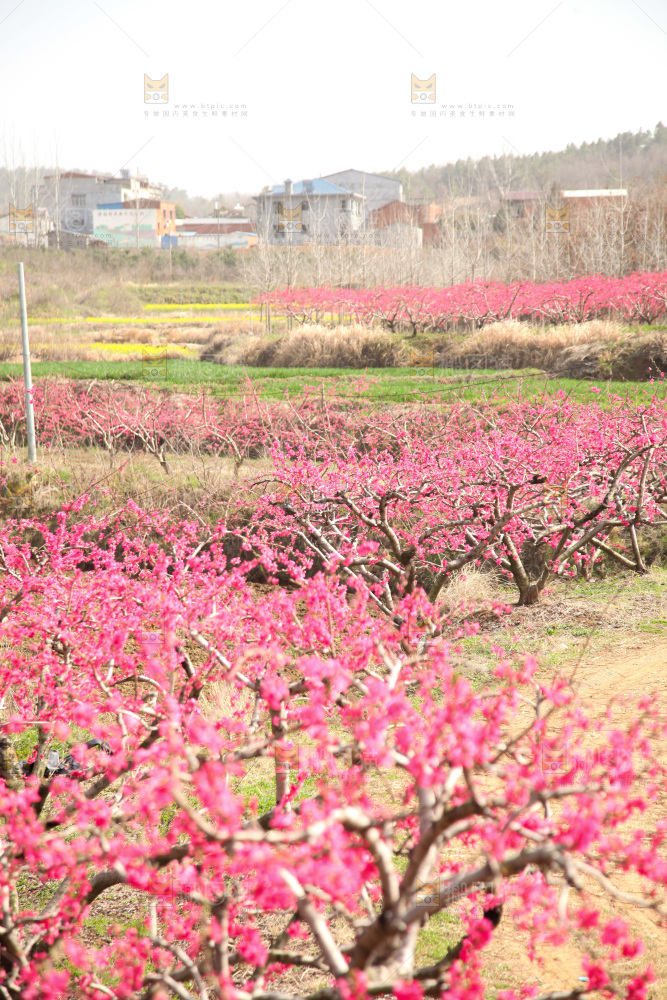 桃花