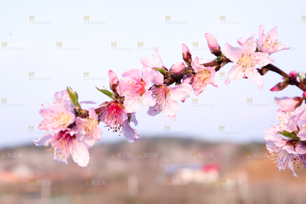 桃花
