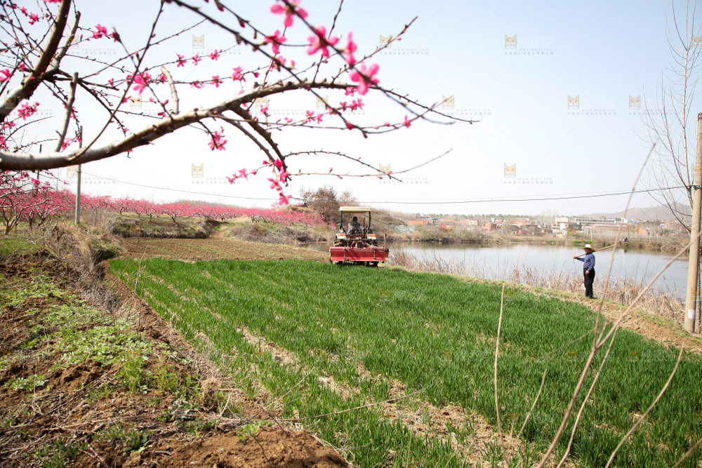 桃花