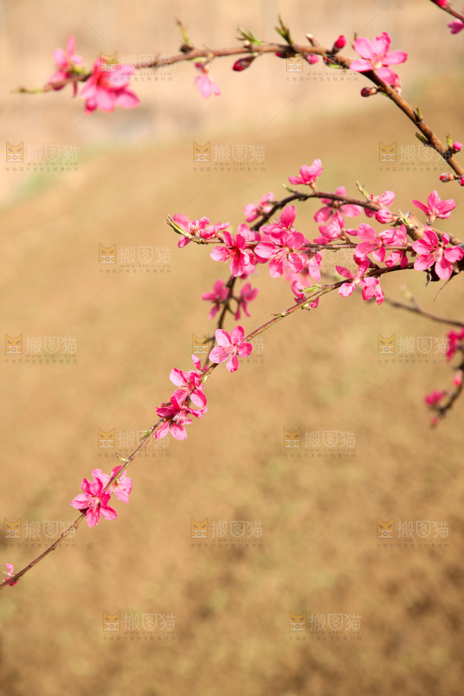 桃花
