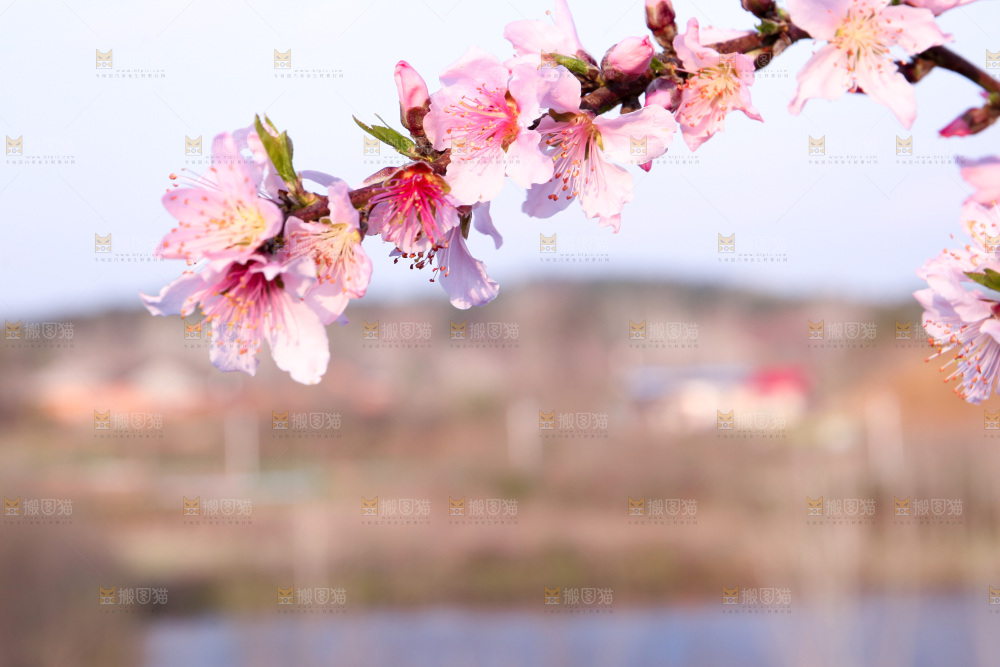 桃花